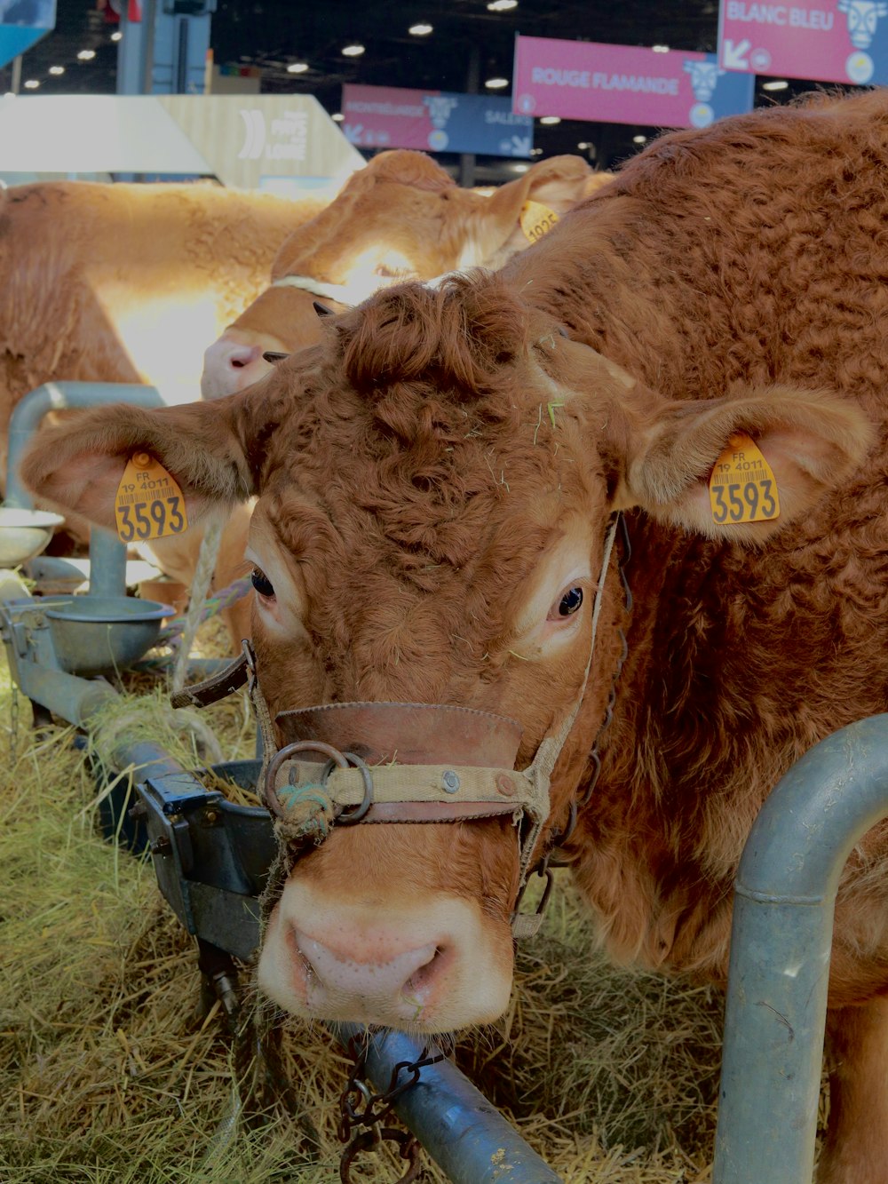 a group of cows standing next to each other