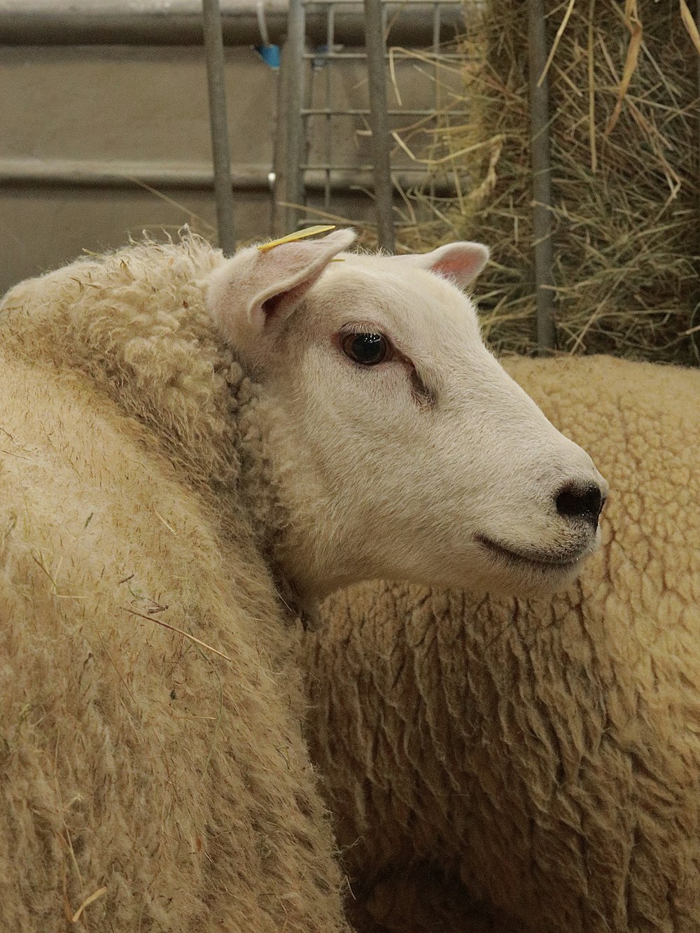 a close up of two sheep in a pen
