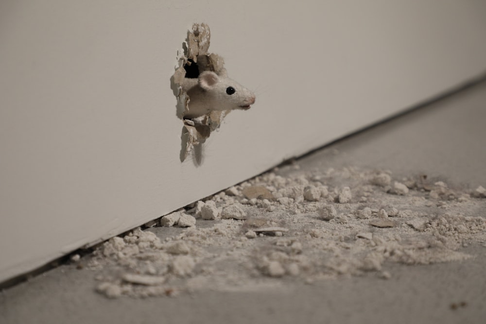 a mouse is poking its head through a hole in a wall