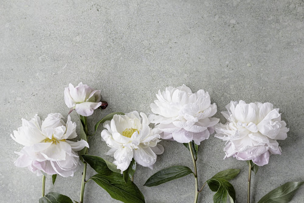 um grupo de flores brancas sentadas em cima de um piso de cimento