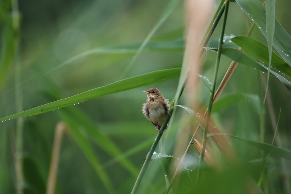 a small bird perched on a blade of grass