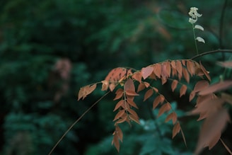 Seasonal blooms in rich autumn colors, including deep reds and burnt oranges.