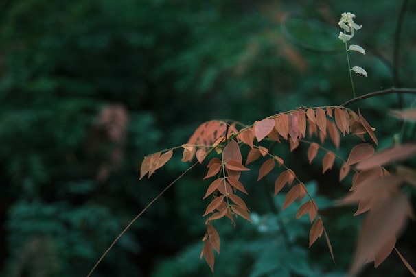 Seasonal blooms in rich autumn colors, including deep reds and burnt oranges.