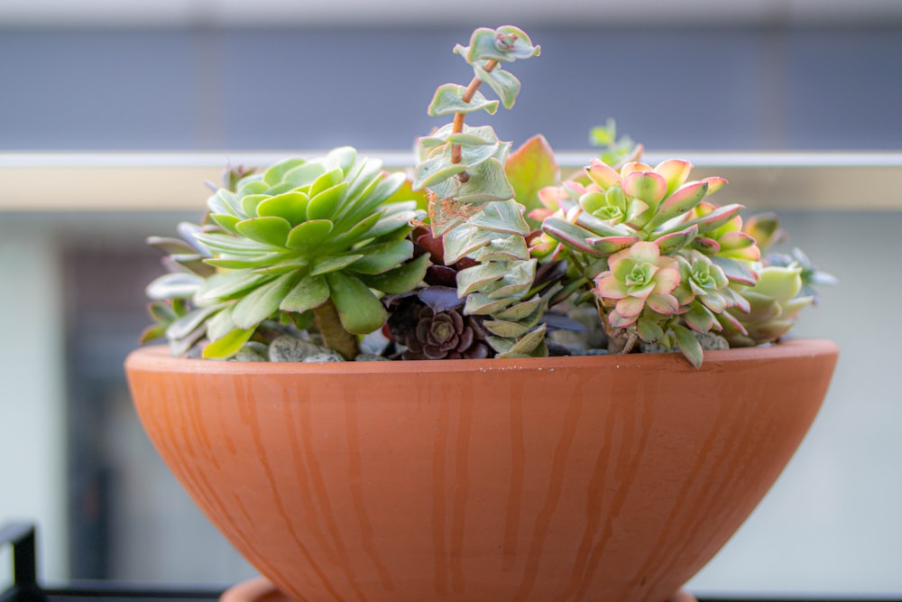 a potted plant sitting on top of a table