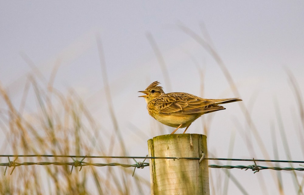 a small bird sitting on top of a wooden post