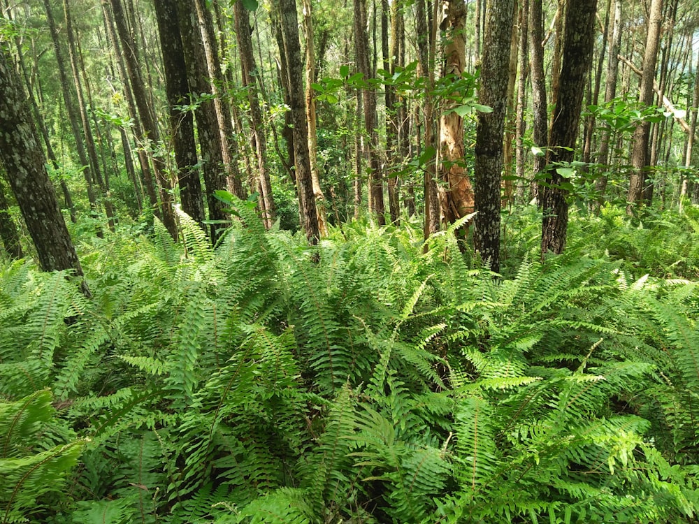 a lush green forest filled with lots of trees