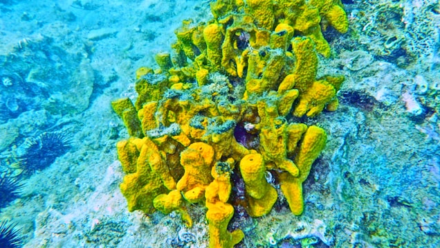 A vibrant yellow coral structure is surrounded by various shades of blue and green in an underwater setting. The coral has a rugged texture and irregular shapes that branch out in multiple directions. The surrounding marine environment includes sandy areas and small sea urchins.