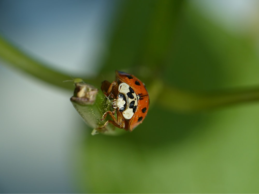 a lady bug sitting on top of a green leaf