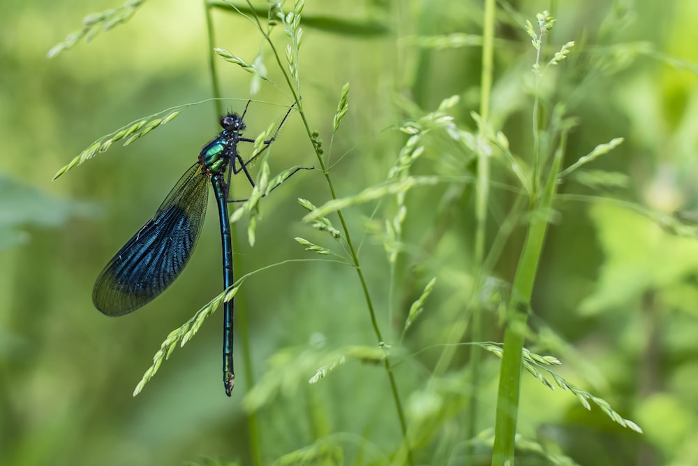 a blue dragonfly sitting on top of a green plant