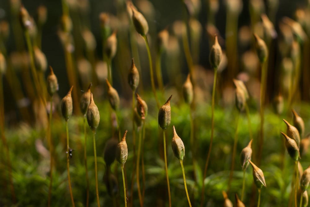 a close up of a bunch of flowers in a field