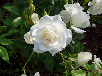 a white rose is blooming in a garden