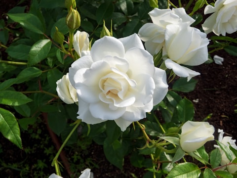 a white rose is blooming in a garden