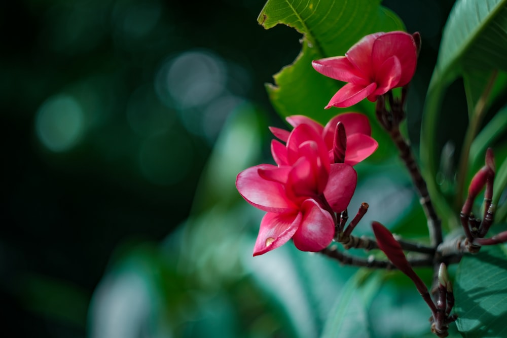 a pink flower with green leaves in the background