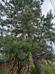 A large evergreen tree with green needle-like leaves dominates the scene. Below the tree, there are smaller plants with long, slender leaves, some of which are brown and dried. The background includes a grassy area, a piece of machinery partially visible in blue and orange, and a pale overcast sky.