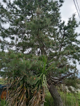 A large evergreen tree with green needle-like leaves dominates the scene. Below the tree, there are smaller plants with long, slender leaves, some of which are brown and dried. The background includes a grassy area, a piece of machinery partially visible in blue and orange, and a pale overcast sky.
