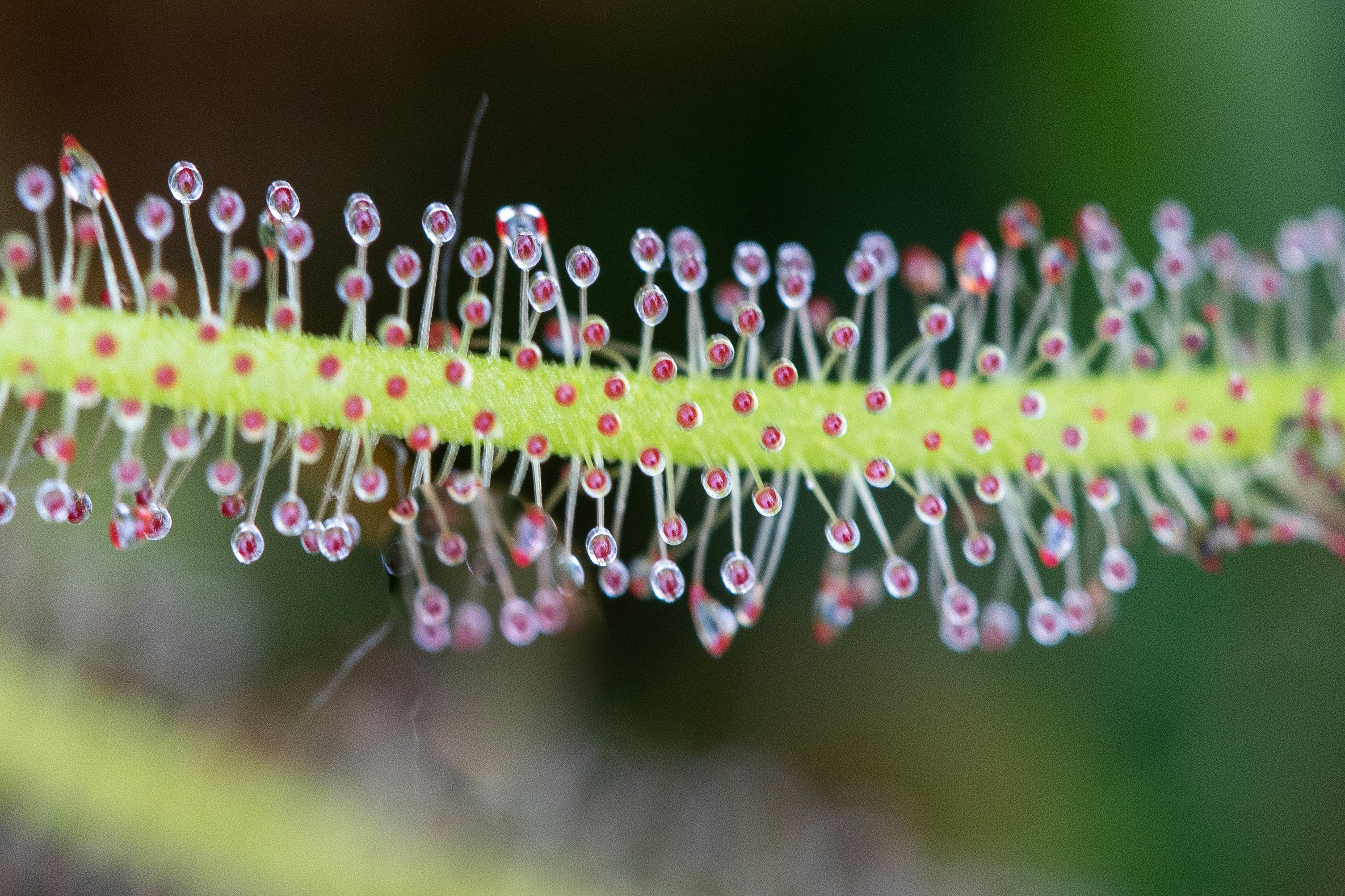 Росичка — Drosera capensis