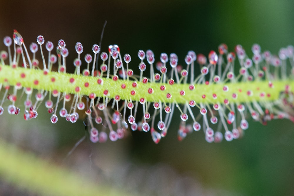 a close up of a green leaf with tiny red dots