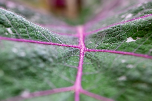 Close-up of a vibrant Colocasia leaf with deep purple veins.