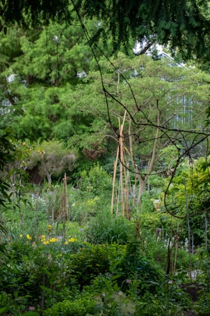 Verdant garden area with various plants and trees surrounded by green foliage. Tall wooden stakes are visible throughout the garden, possibly supporting plants. In the background, a structure with a glass roof can be seen, suggesting a greenhouse environment.