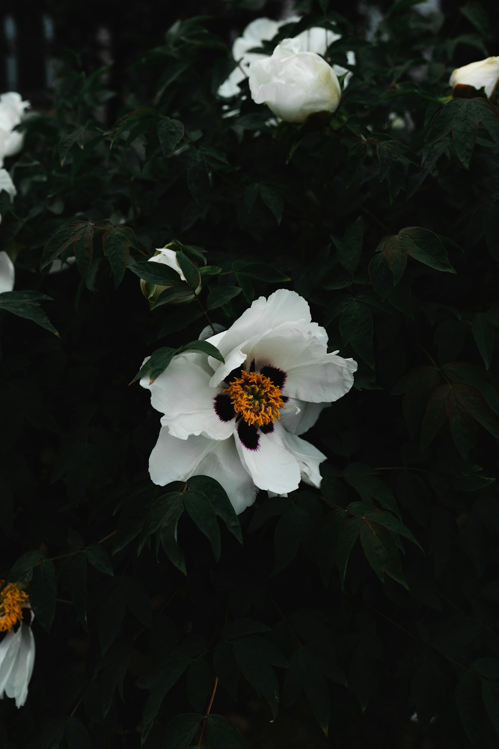 a group of white flowers sitting on top of a lush green field