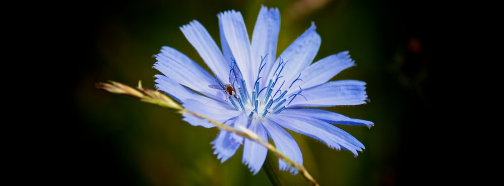 un fiore blu con un insetto su di esso