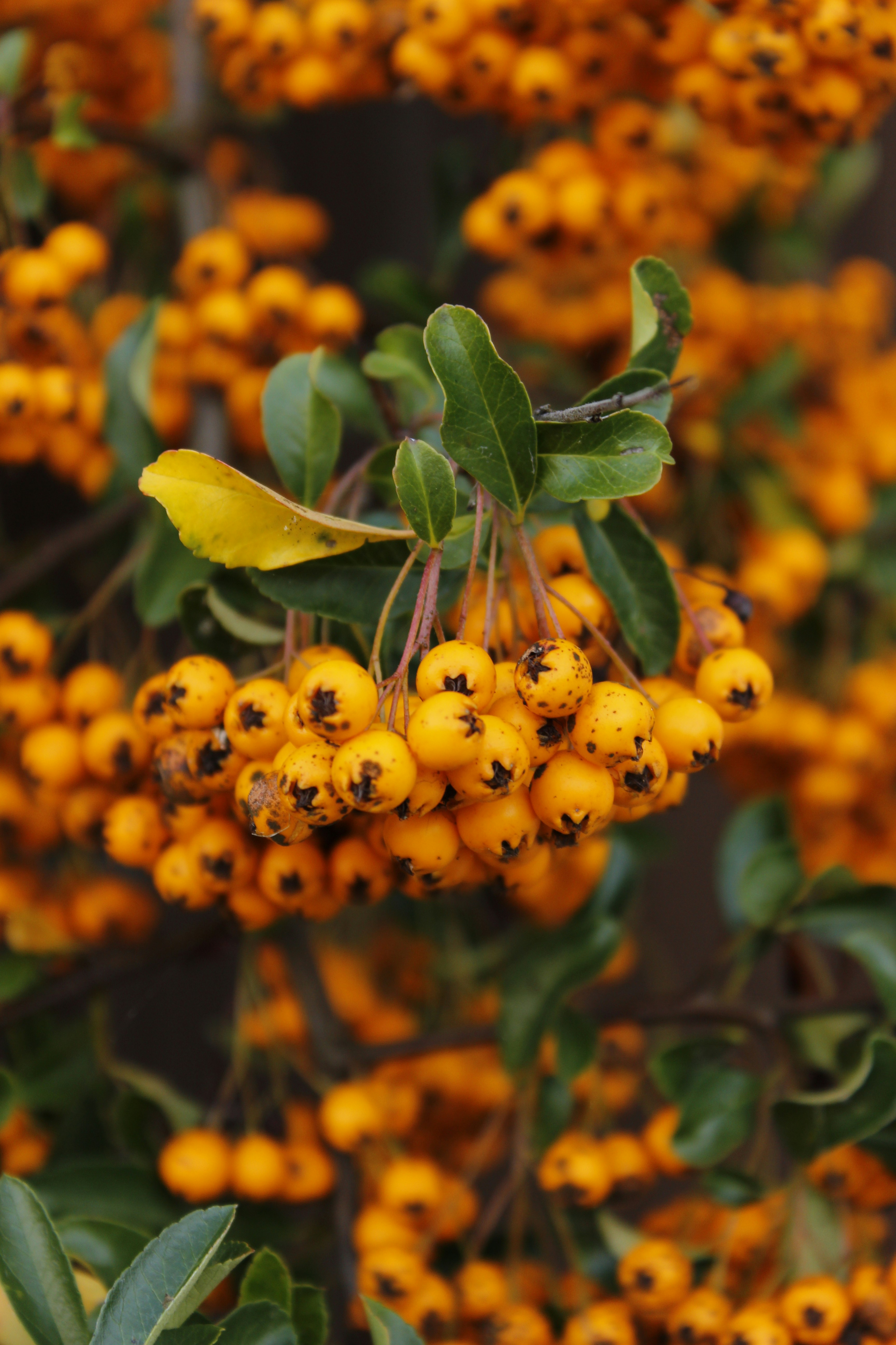 Photo by kateryna_shevchenko