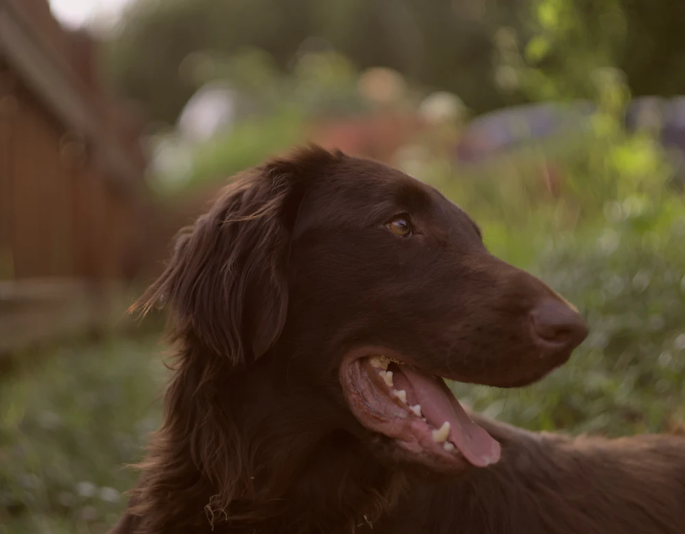 Flat-Coated Retriever, photo 1