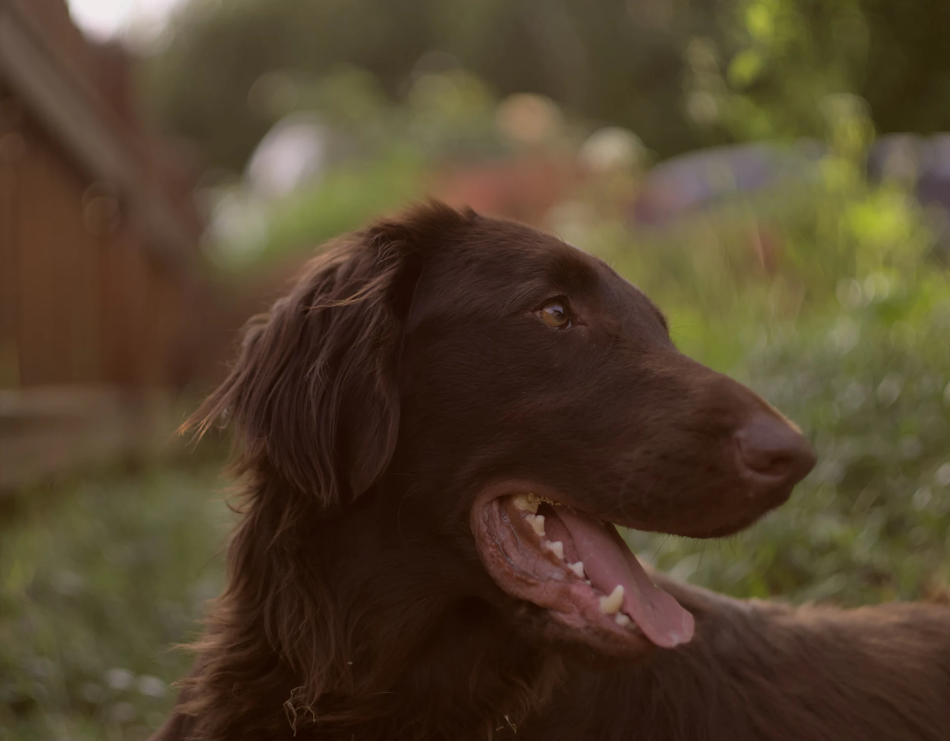 A Flat-Coated Retriever