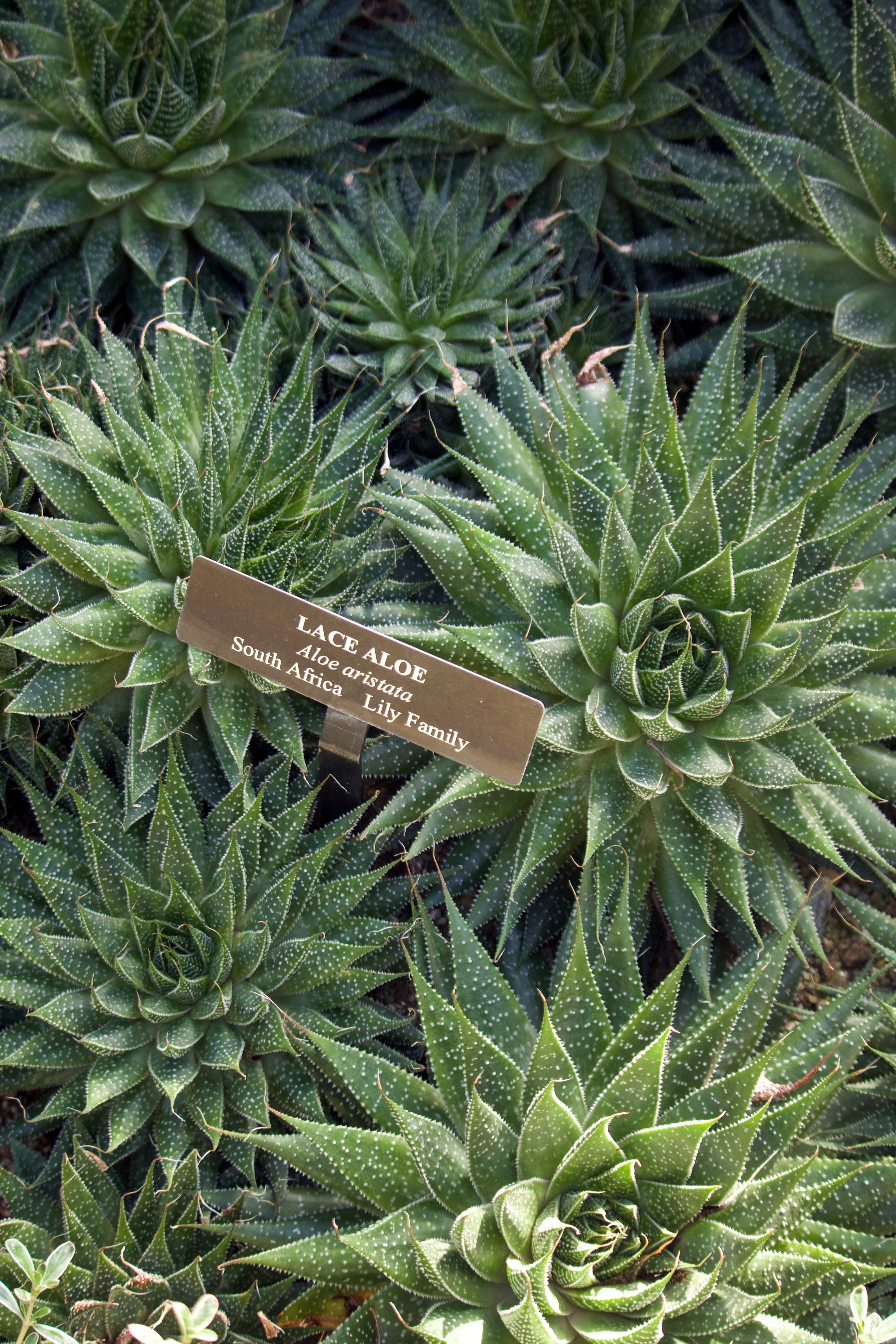 POUDRE VITAPLUS GINGEMBRE SOUCHET PETIT COLA COCO