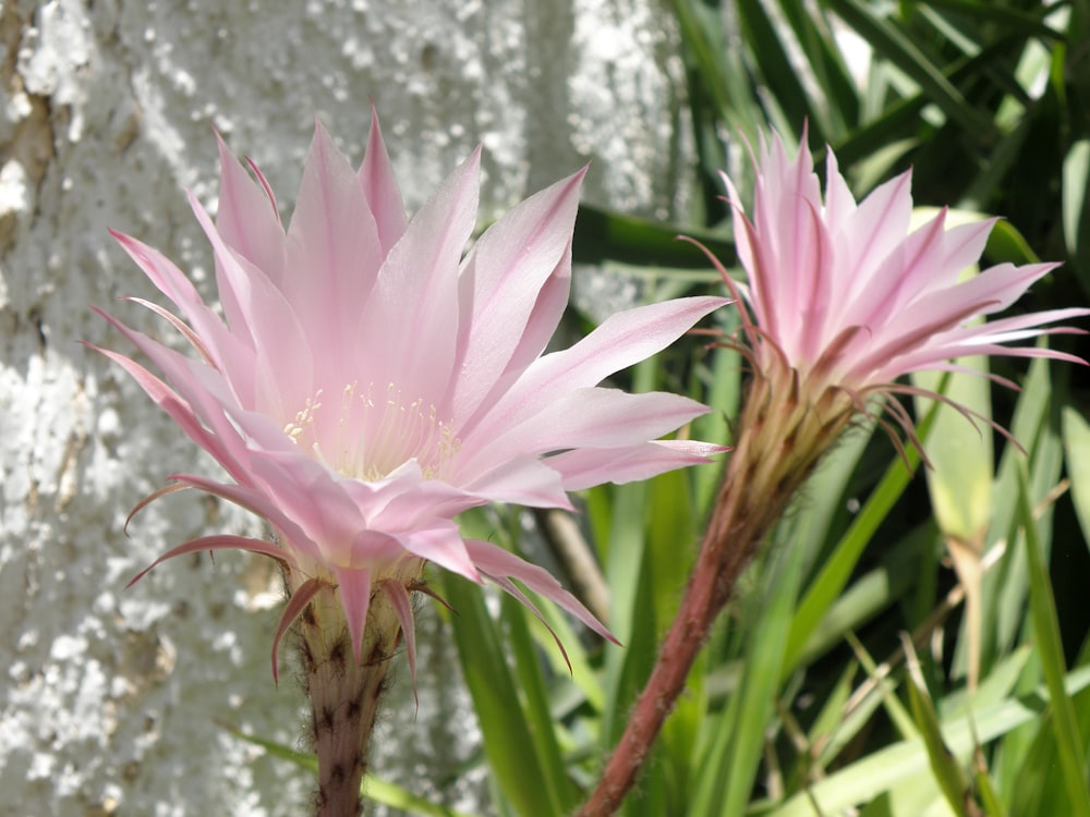 a close up of a pink flower near a wall