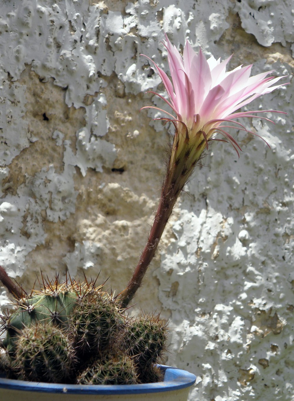 a pink flower is in a blue pot