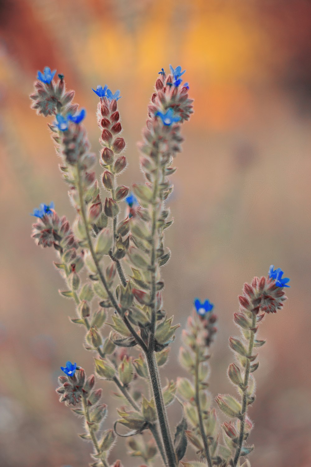 a close up of a plant with blue flowers