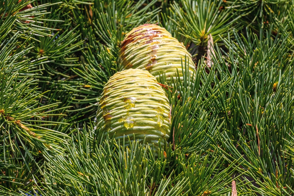 a couple of pine cones sitting on top of a pine tree