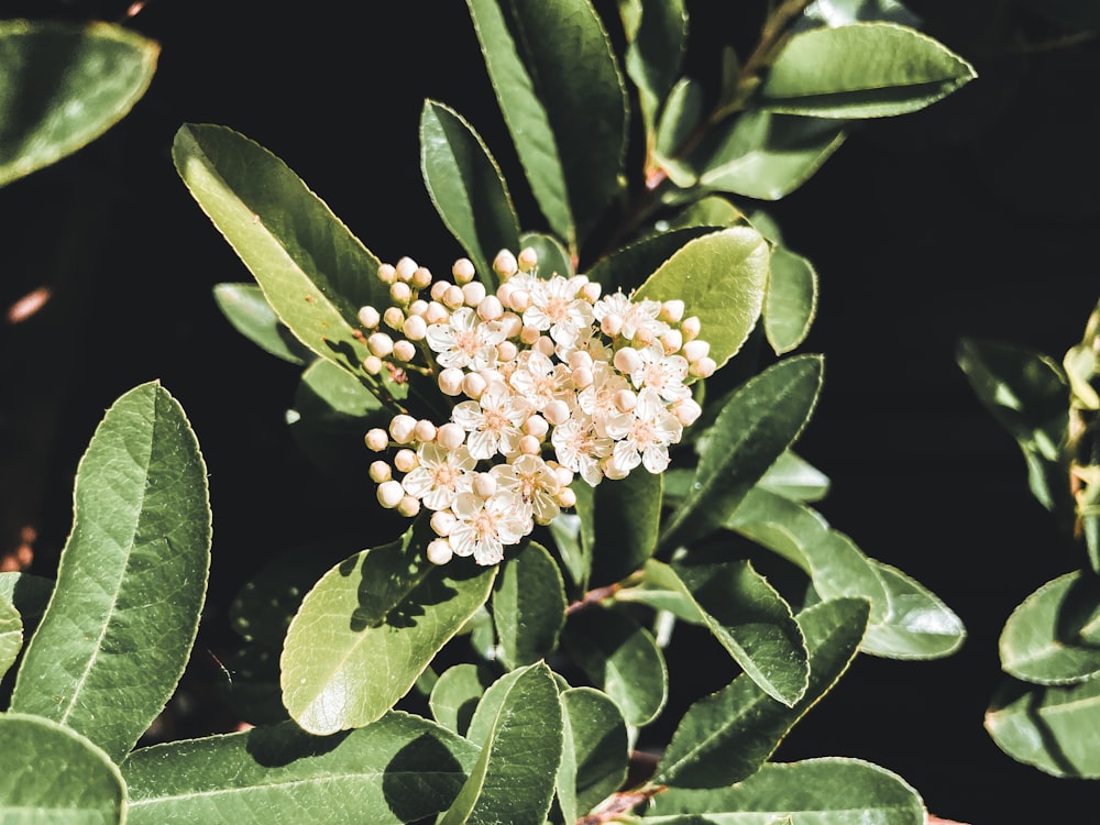 a close up of a flower on a tree