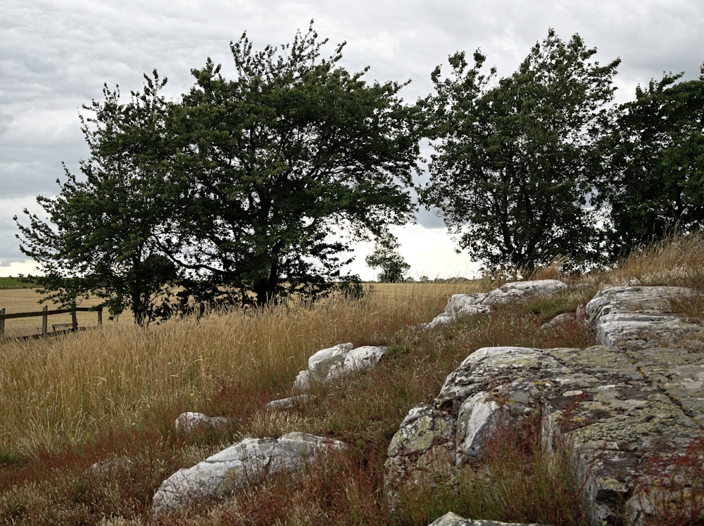 a grassy field with rocks and trees in the background