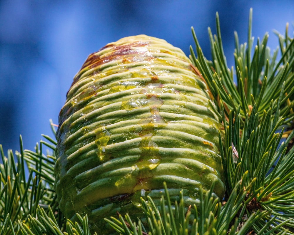 a close up of a pine cone on a tree