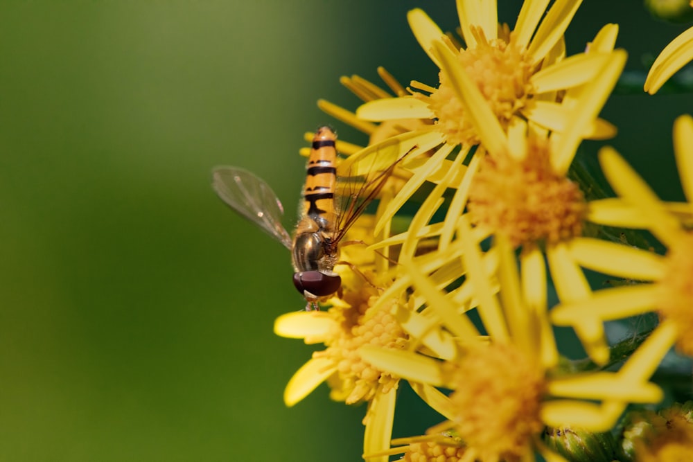 a fly sitting on top of a yellow flower