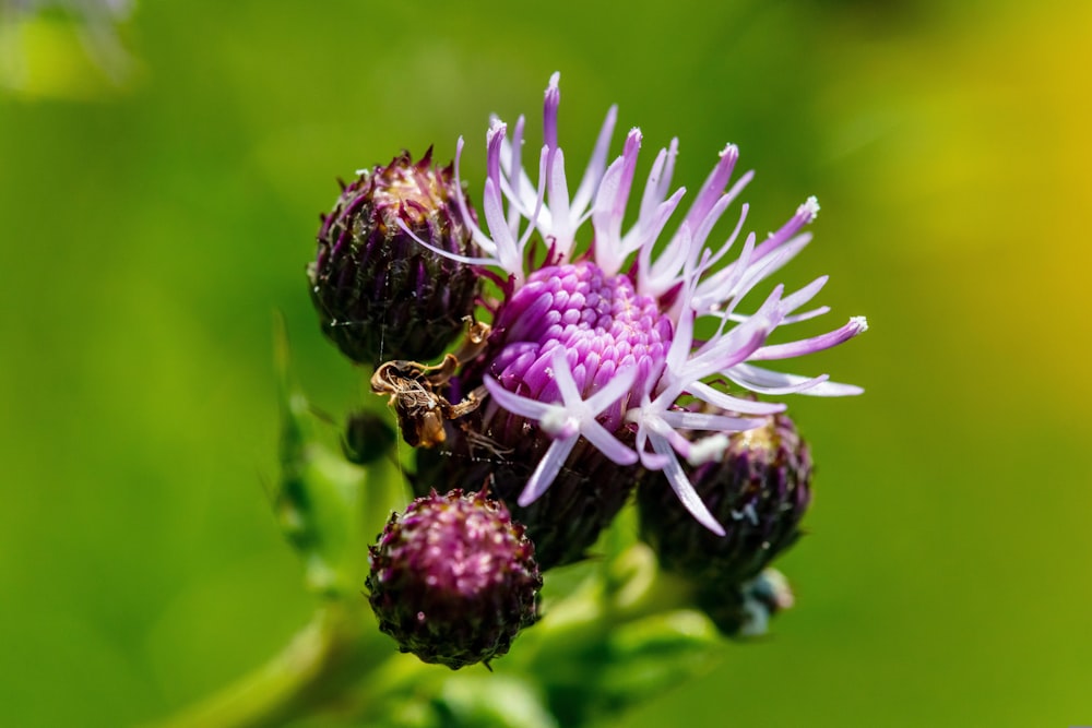 a close up of a flower on a plant