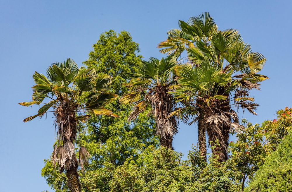 a group of palm trees standing next to each other