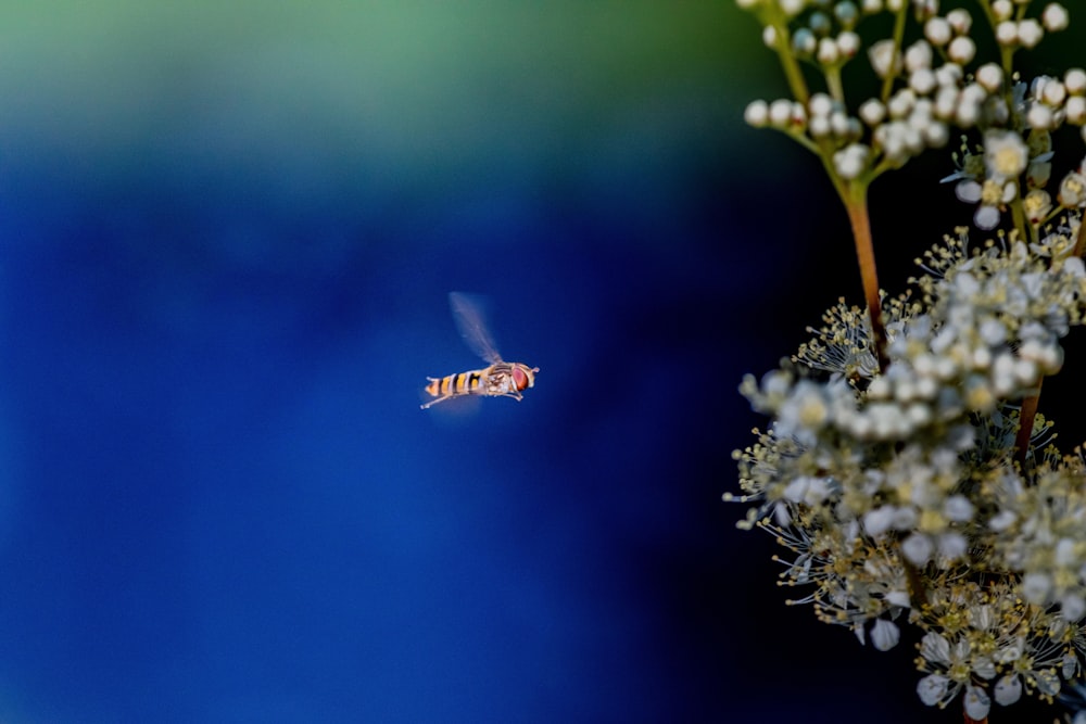 a bug flying over a plant with white flowers