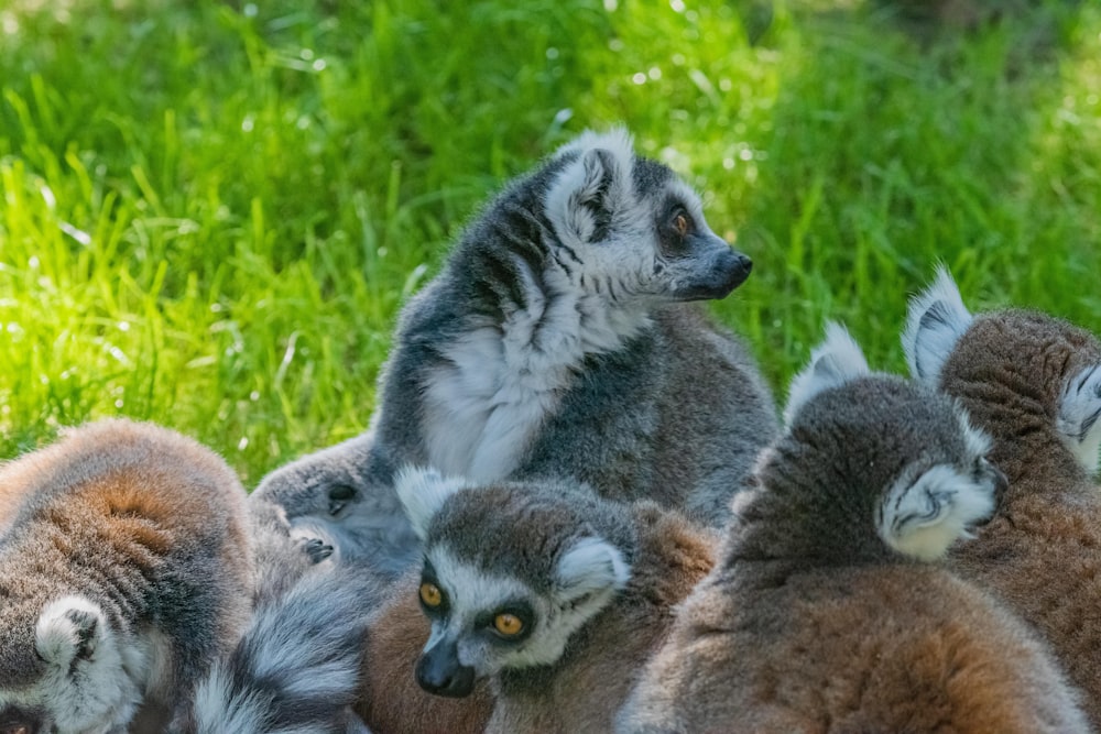 a group of ring - tailed lemurs sitting in the grass