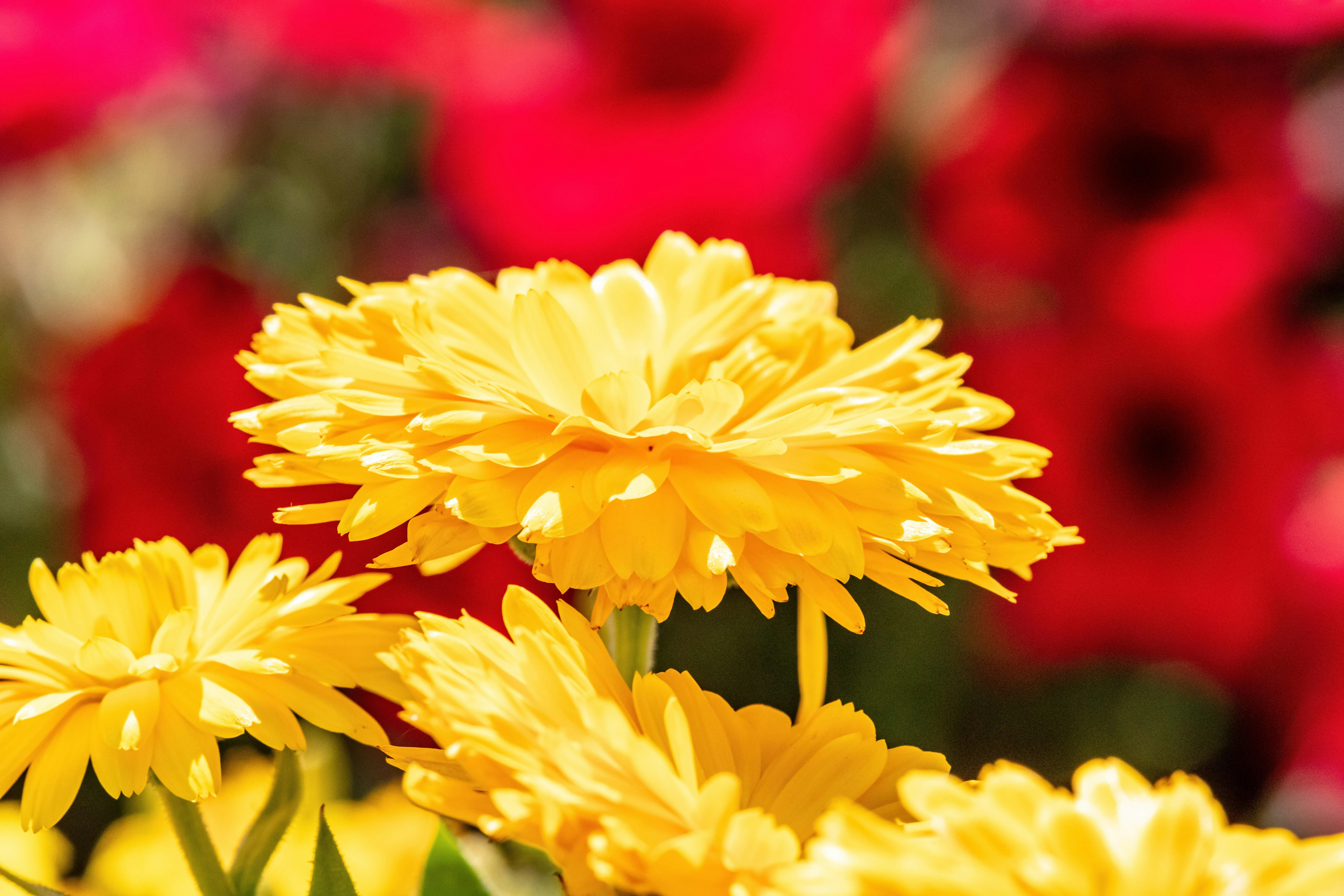 Photo by steer_photography