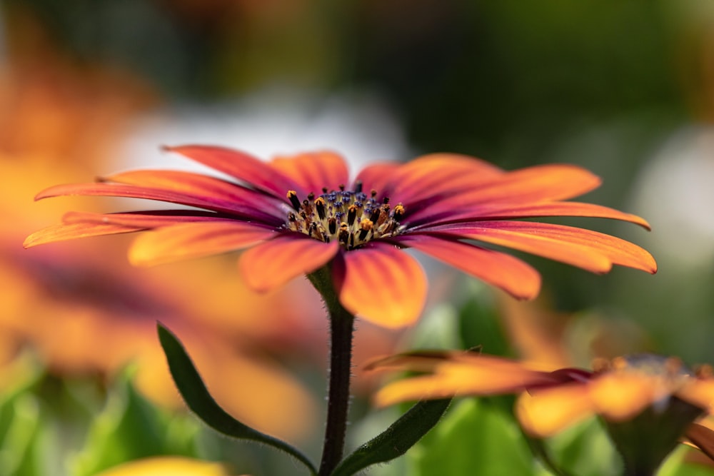 a close up of a flower with a blurry background