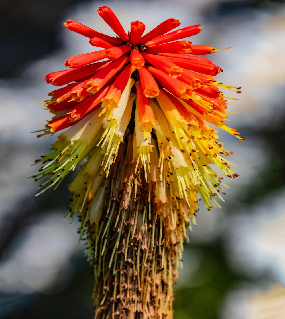 a close up of a flower on a plant