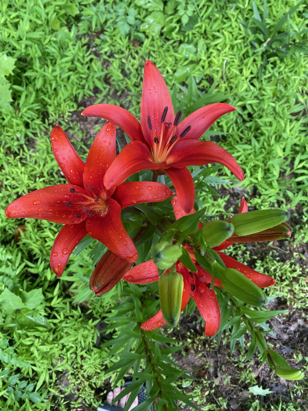 a red flower with water droplets on it