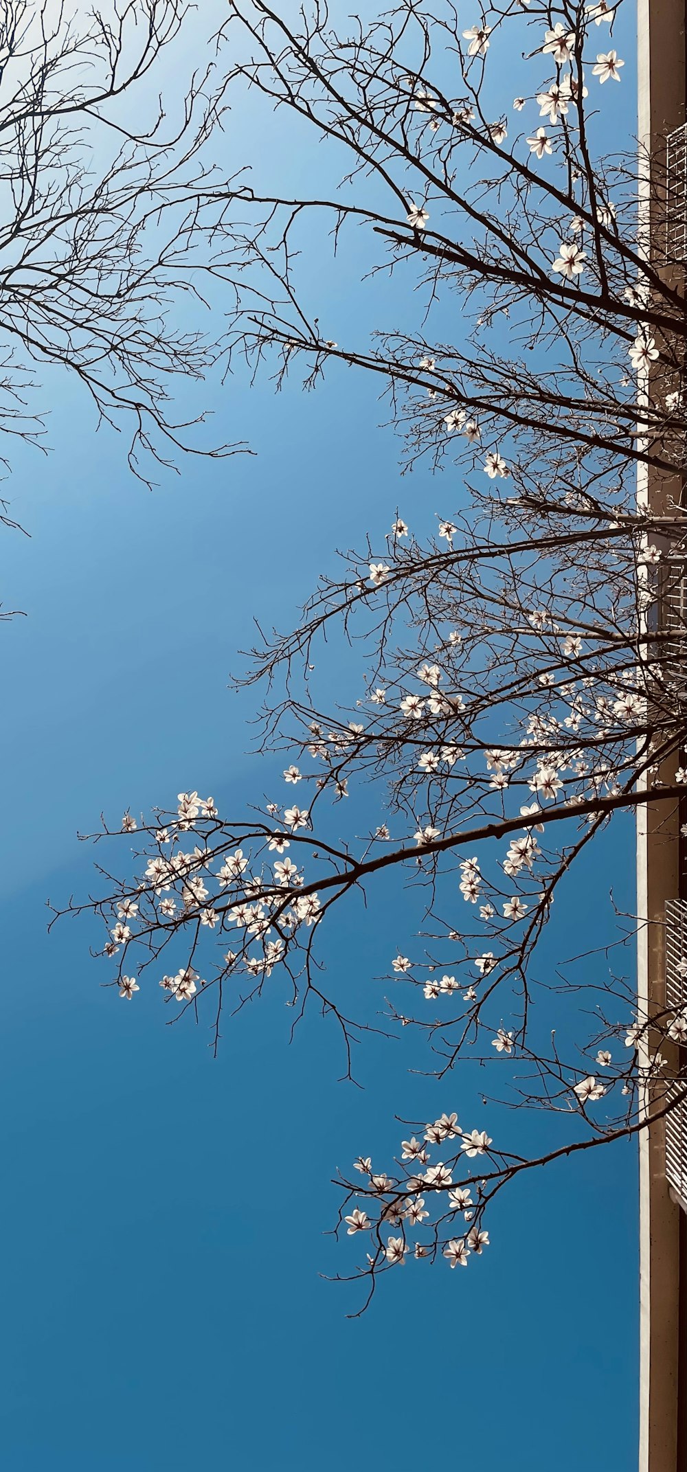 a tree with white flowers in front of a blue sky