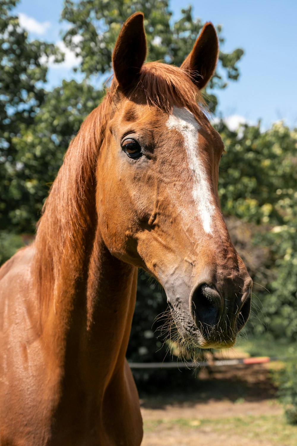 a close up of a horse with trees in the background