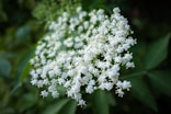 a close up of a bunch of white flowers