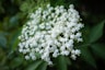a close up of a bunch of white flowers
