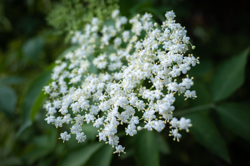 eine Nahaufnahme eines Straußes weißer Blumen